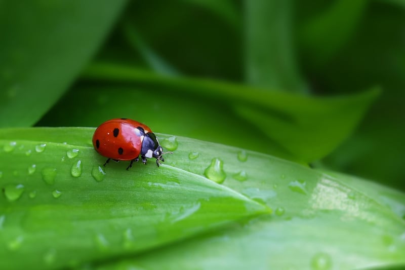 Ladybug