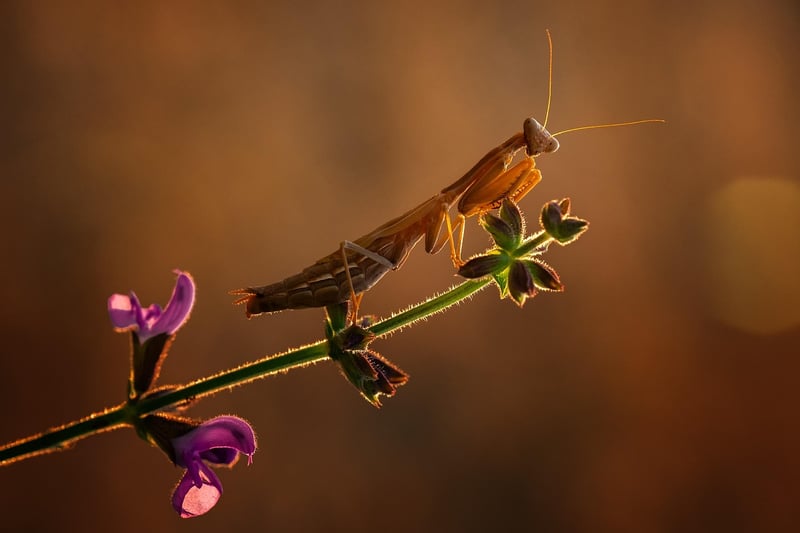 Praying Mantis